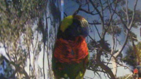 Ara parrot Stock Footage 272983948