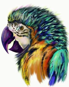 Ara parrot. Stock Illustration