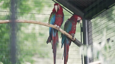 Ara parrot. Macaw parrots sit and walk on poles in a cage. Large green blue Video stock 306875337