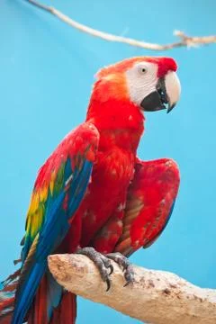 Ara parrot Stock Photos