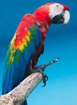 Ara parrot Stock Photos