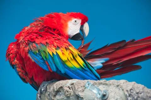 Ara parrot Stock Photos