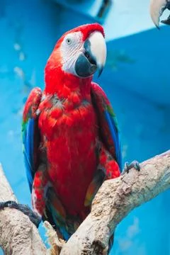 Ara parrot Stock Photos