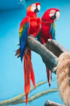 Ara parrot Stock Photos