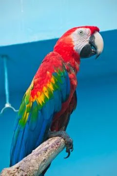 Ara parrot Stock-Fotos