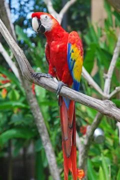 Ara parrot Foto stock