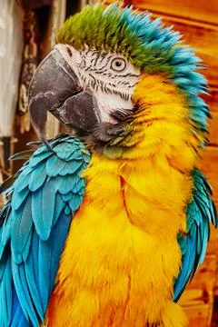 Ara parrot Foto stock