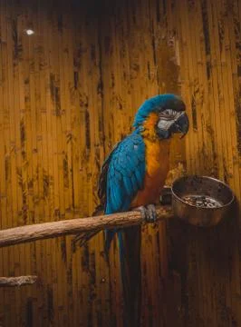 Ara parrot Fotos Stock