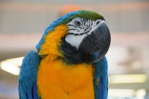 Ara parrot Stock Photos