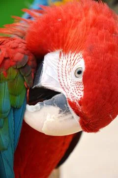 Ara parrot Foto stock