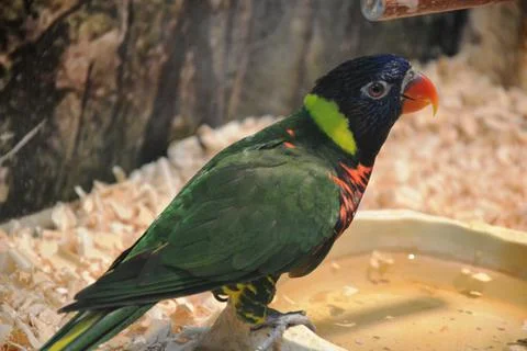 Ara parrot Stock Photos