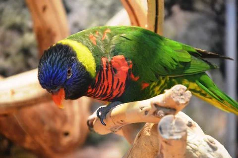 Ara parrot Foto stock