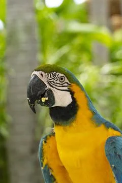 Ara parrot Stock Photos