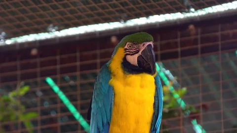 Ara parrotclose up Stock Footage 85452833