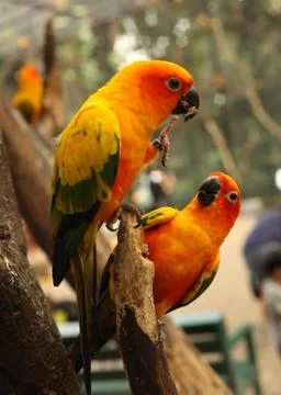 Ara parrots couple sit on tree branch close up photo Stock Photos