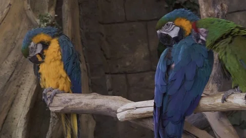 Ara parrots Stock Footage 106836698