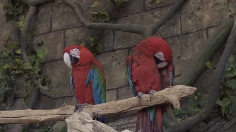 Ara parrots Stock Footage 106836707