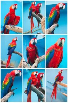 Ara parrots 库存插图