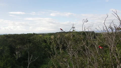 Ara parrots at the top of a tree. Costa Rica, faune.	 Stock Footage 171875114