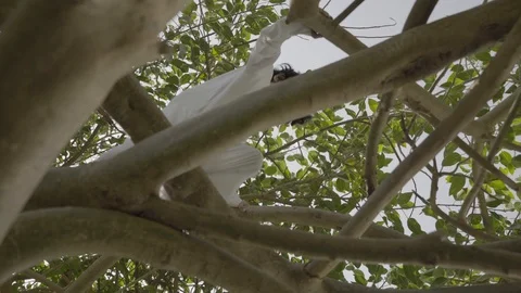 Arab boy climbing tree. Stock Footage 105777557