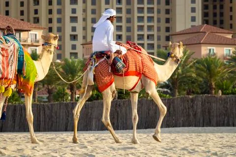Arab on a camel Foto stock