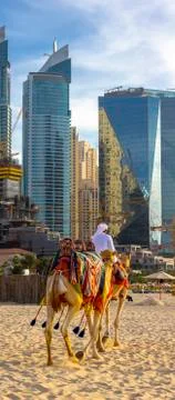 Arab on a camel Stock Photos