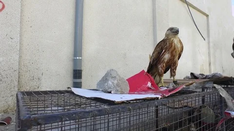 The Arab falconer on a cage. Stock Footage 76943932