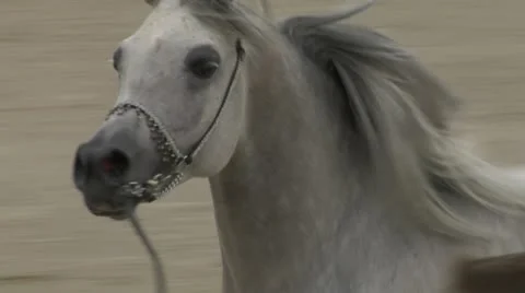 Arab horse close up 01 Stock Footage 10989838