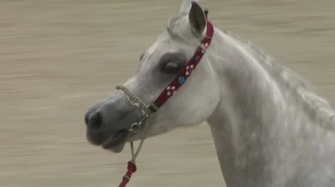 Arab horse close up 02 Stock Footage 10989903