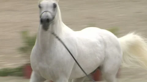 Arab horse close up 03 Stock Footage 10989959