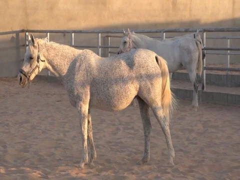 Arab horse Stock Footage 112776249