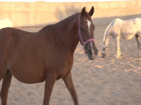 Arab horse Stock-Footage 112776390
