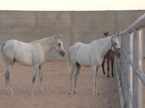 Arab horse Stock Footage 112776468