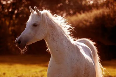 Arab horse in sunlight Stock-Fotos