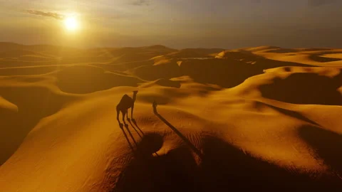 Arab man with a camel overlooking the sand dunes to spot an oasis Vidéo 152692346