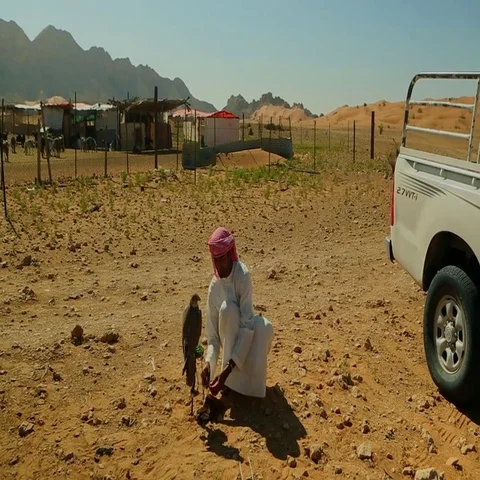 Arab man with falcon at desert. Stock Footage 69481430