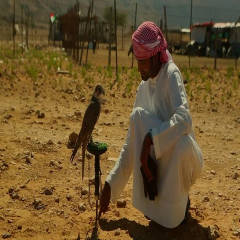 Arab man with falcon at desert. Stock Footage 69482238