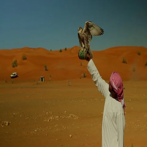 Arab man with falcon flapping on his hand at desert. Stock Footage 69481355
