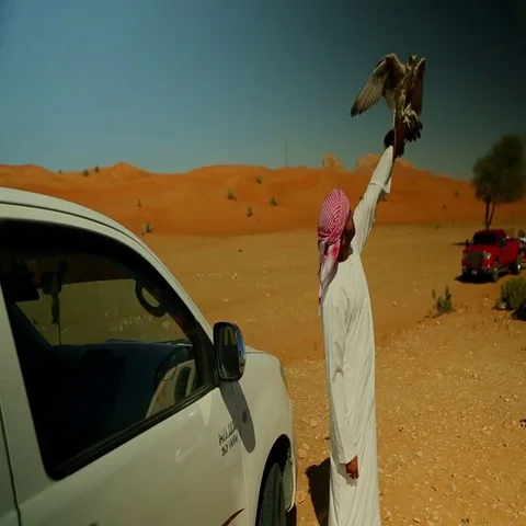 Arab man with falcon flapping on his hand at desert. Stock Footage 69496157