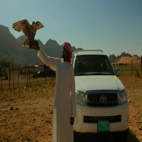 Arab man with falcon flapping on his hand at desert. Stock Footage 69496327