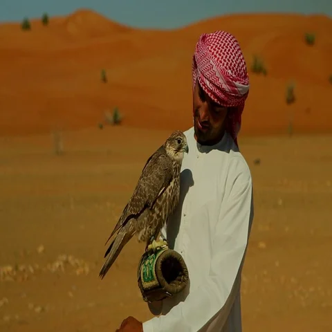 Arab man with falcon perching on his hand at desert. Stock Footage 69481639