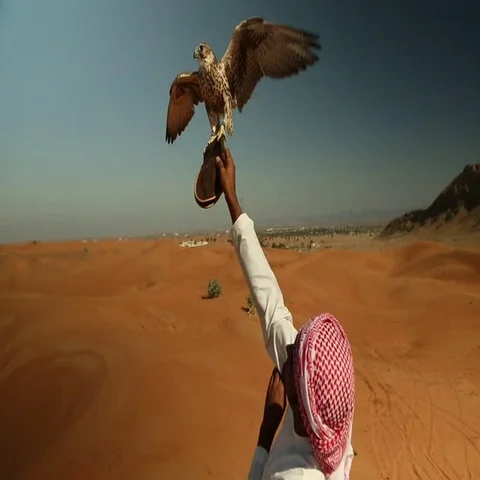 Arab man with falcon perching on his hand at desert. Stock Footage 69483018