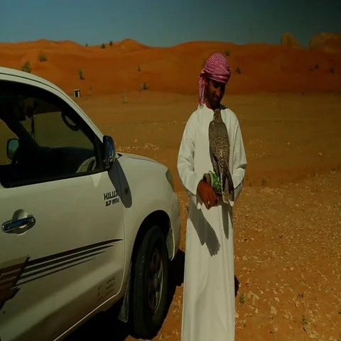 Arab man stroking a falcon on desert. Stock Footage 69496059