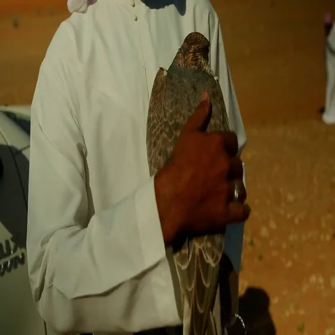 Arab man stroking a falcon. Stock Footage 69496203