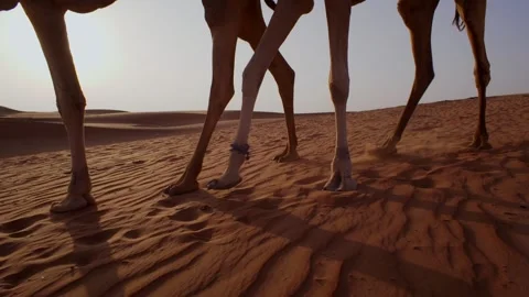 Arab Man Walks Camels Down Desert Sand Dune at Sunrise in Dishdasha Dress, Vidéo 152198463
