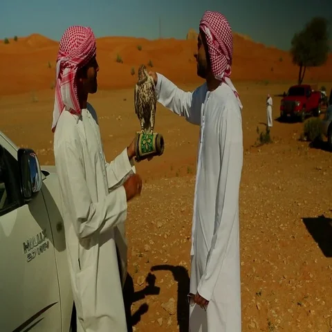 Arab men stroking a falcon on desert. Stock Footage 69496187