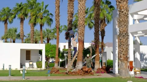 Arab workers peel palm trees from the bark on metal stairs in the hotel. Stock Footage 169291655
