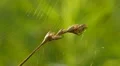 Arabesque Orbweaver (Neoscona arabesca) 1 HD Footage