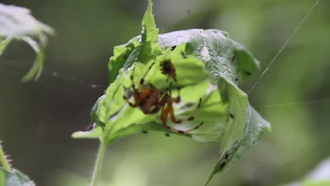 Arabesque Orbweaver Stalks Prey inside a Raspberry Leaf Stock Footage 203649459