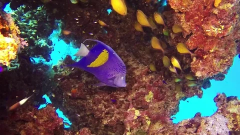 Arabian angelfish in Red Sea/Slow motion Stock Footage 71123712